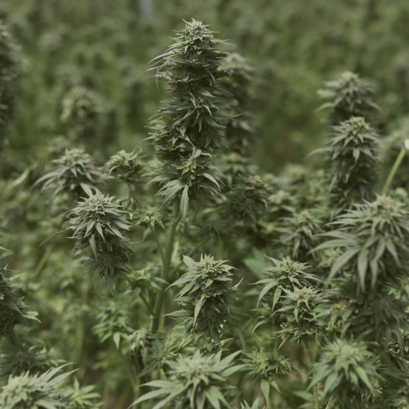 Lush green cannabis plants growing in a field